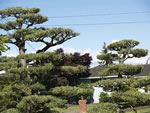 Japanese Tree Pruning Tree Japanese Bonsai
