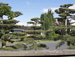 Japanese Garden Tree Pruning Bonsai Style