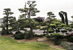 Japanese Garden Tree Pruning Bonsai Style