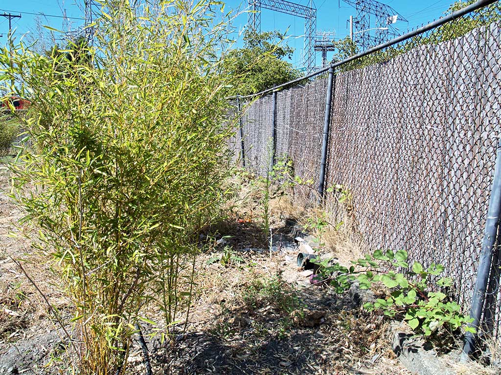 Fencing with bamboos growing.